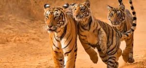 Golden Triangle Tour with Bharatpur and Ranthambore